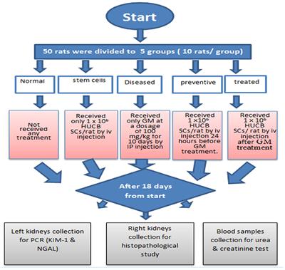 Impact of Human Umbilical Cord Blood Mononuclear Cells on Gentamicin-Induced Renal Injury and Genotoxicity in Rats